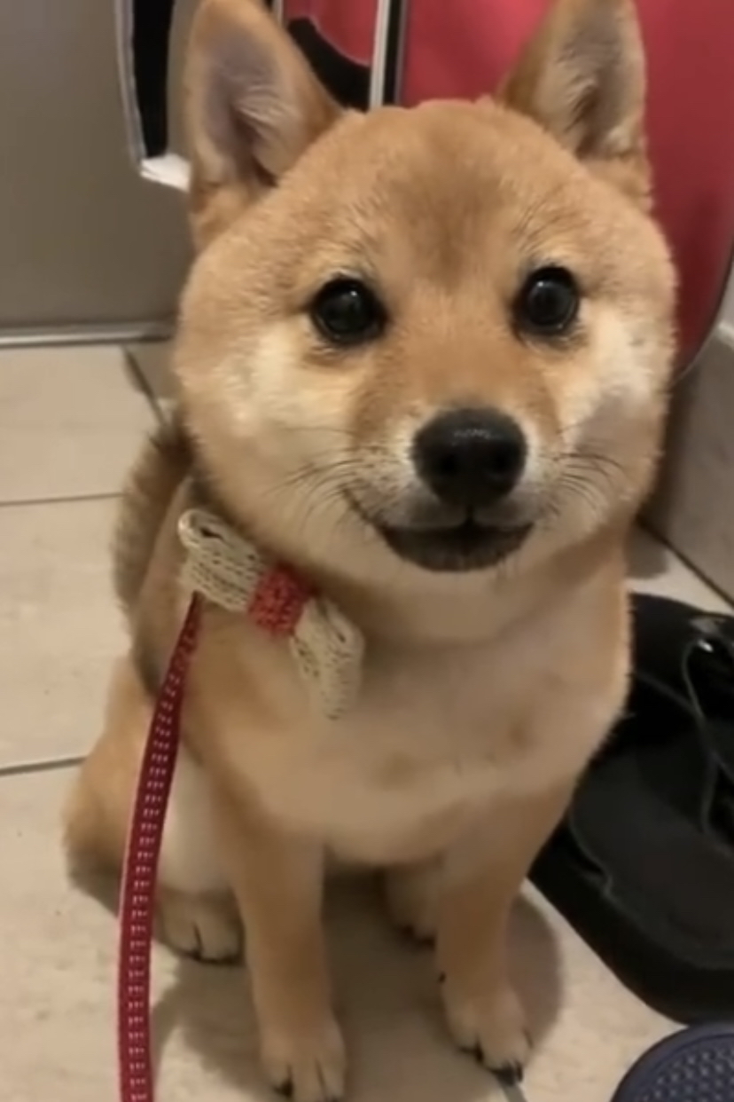 炯炯有神的大眼睛狗狗