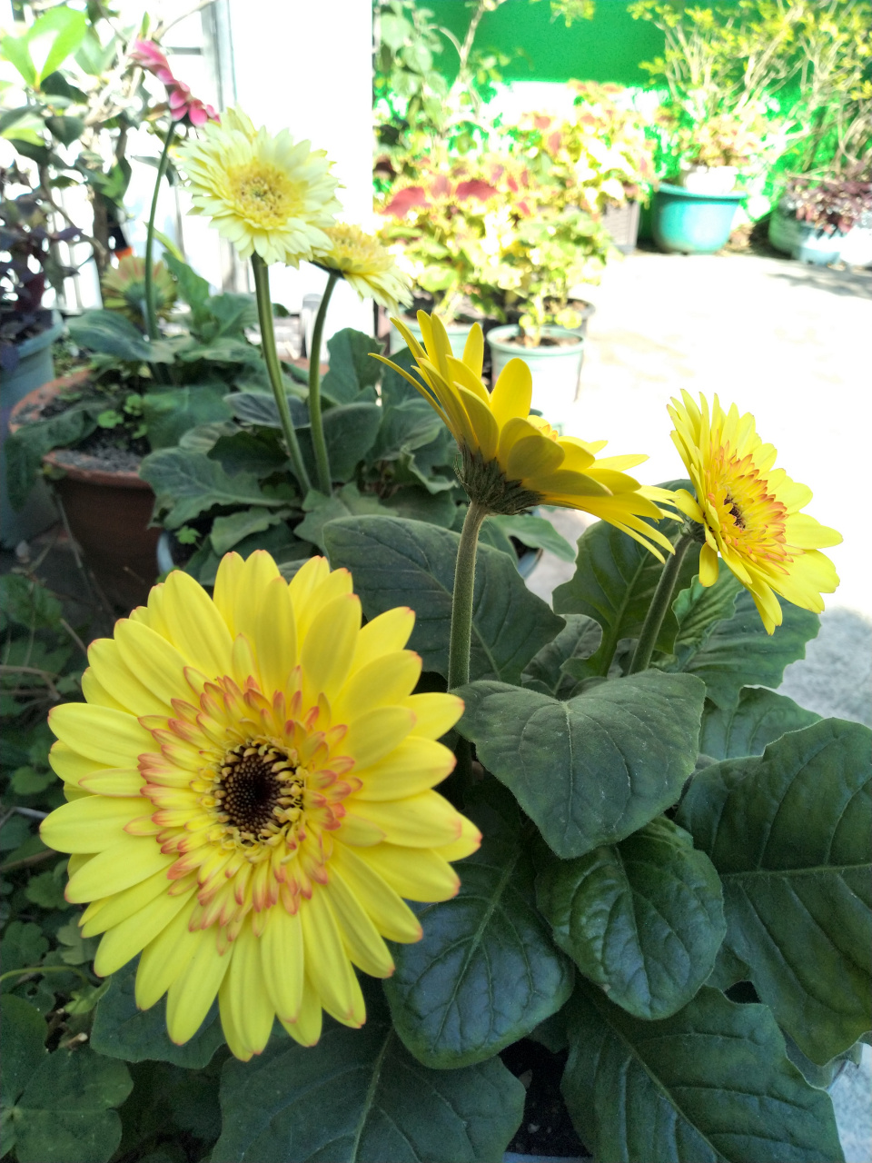 [耶耶耶]  1,非洲菊耐肥,花期又连续几个月,营养消耗大,因而在整个