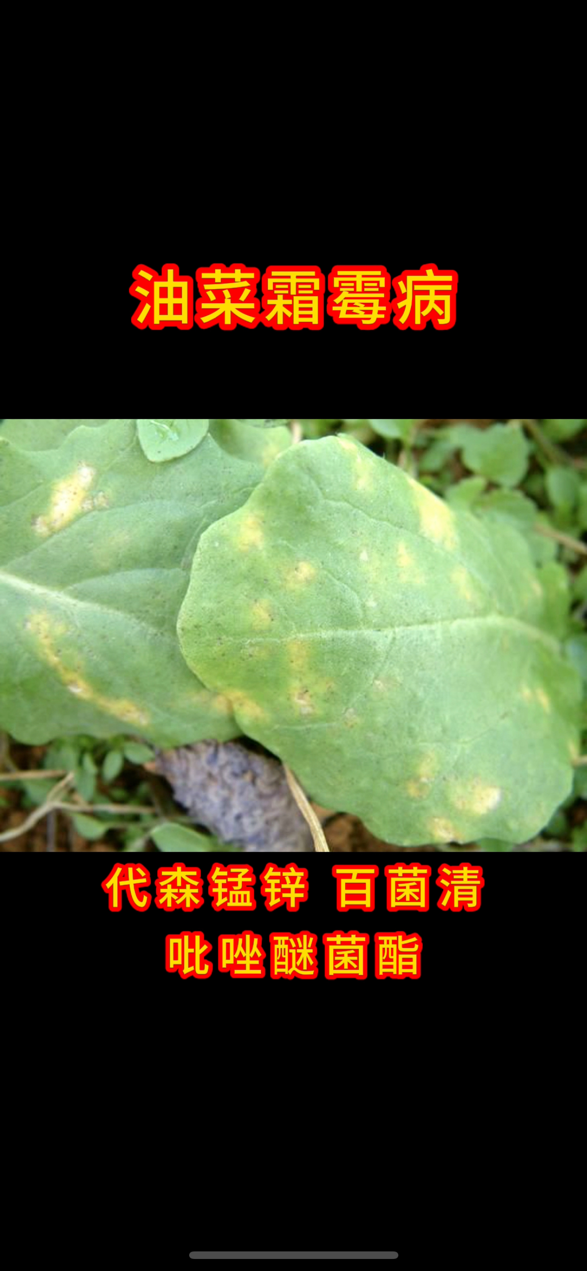 油菜常见病害防治方法