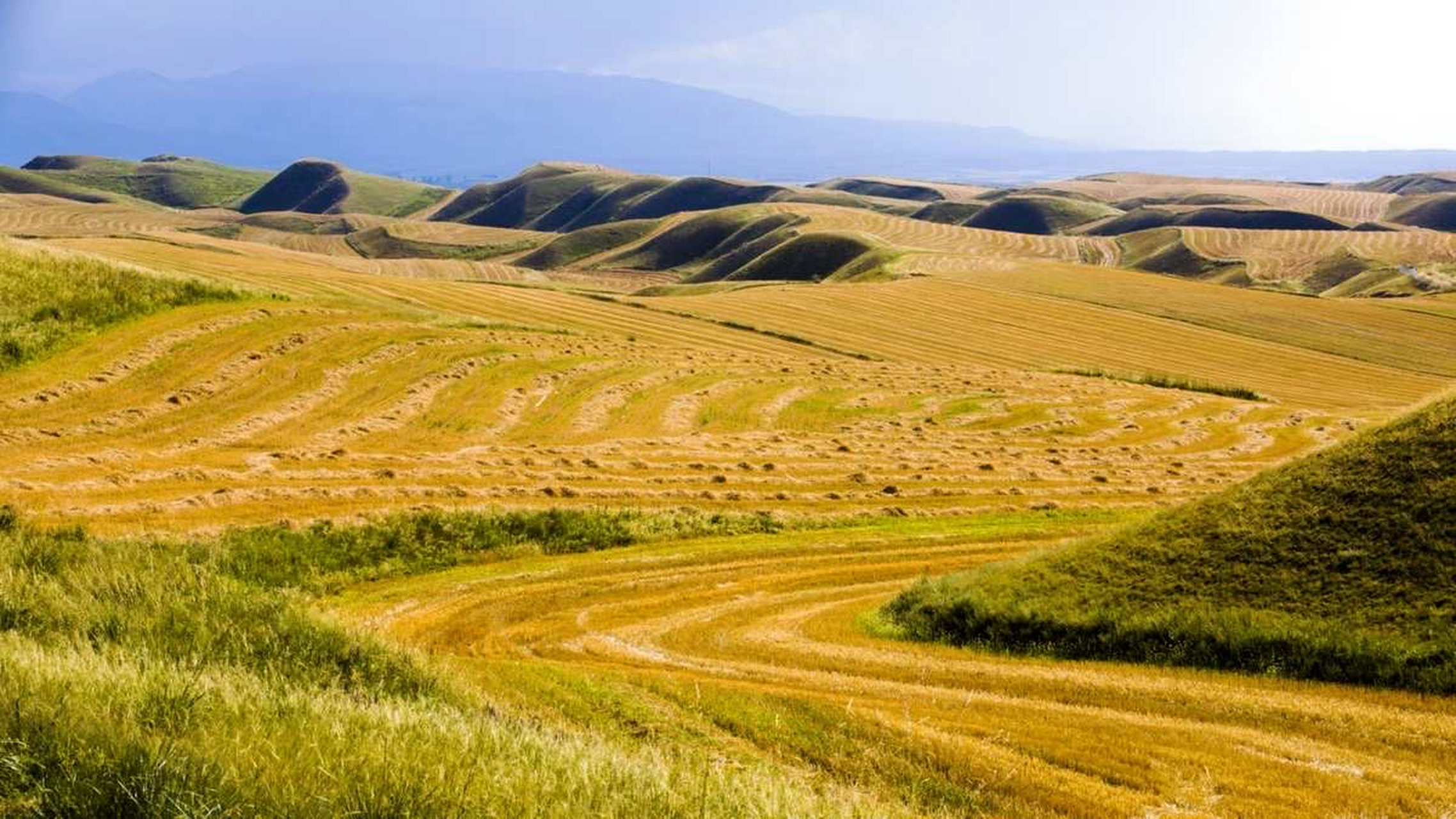 迷人的新疆秋景#旅行