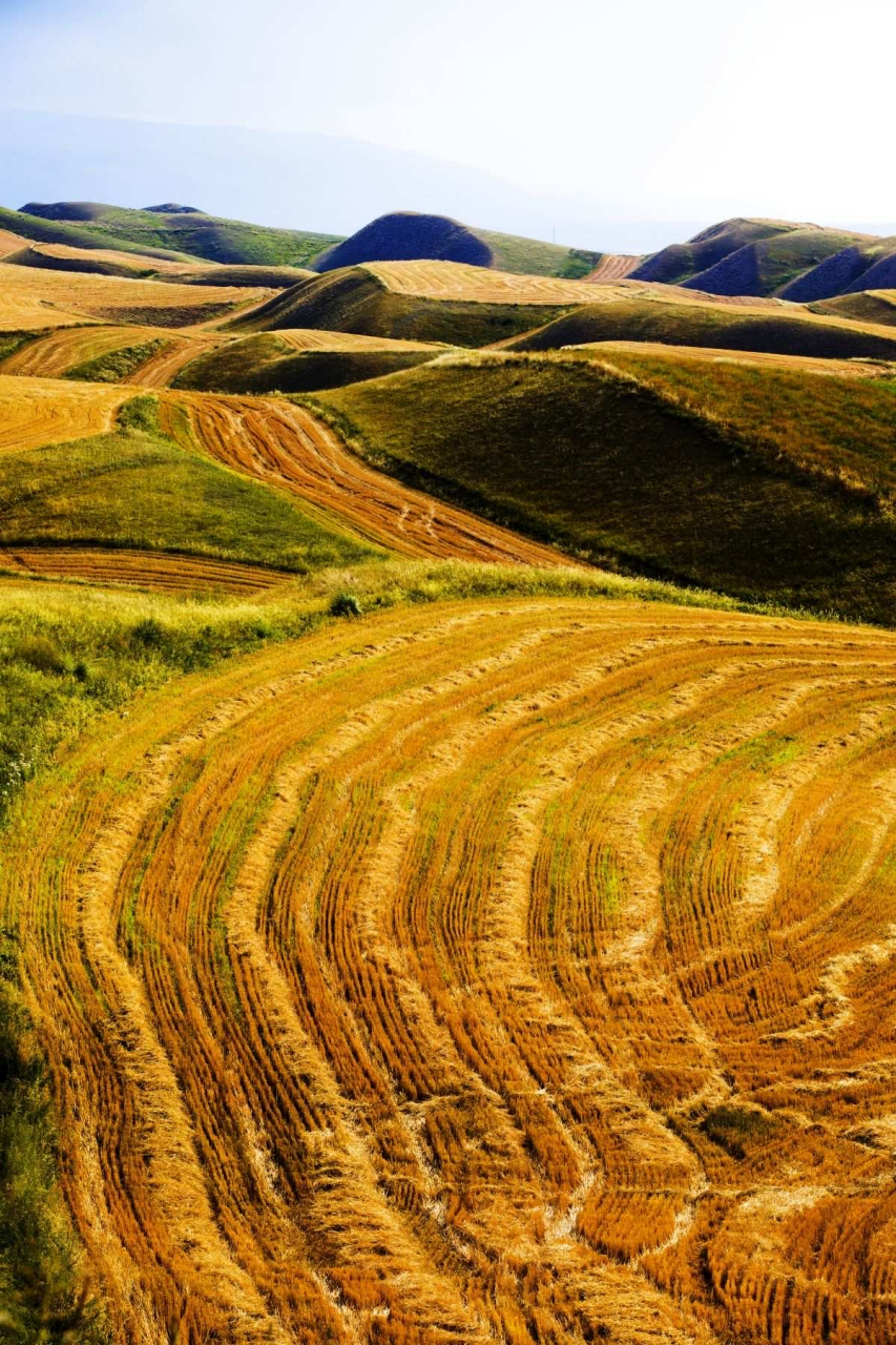 迷人的新疆秋景#旅行