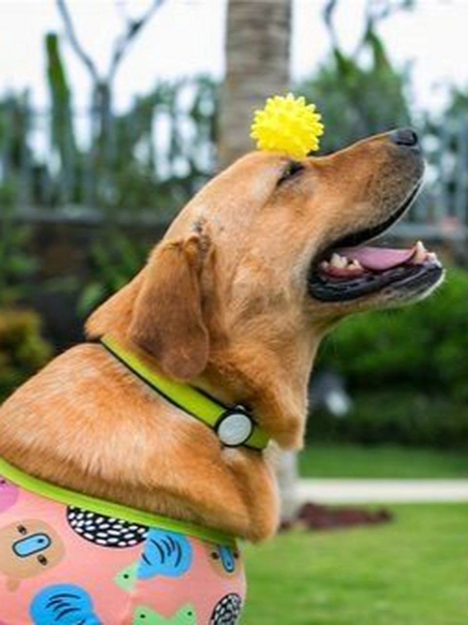 还记得小时候看的小七嘛,《神犬小七》!