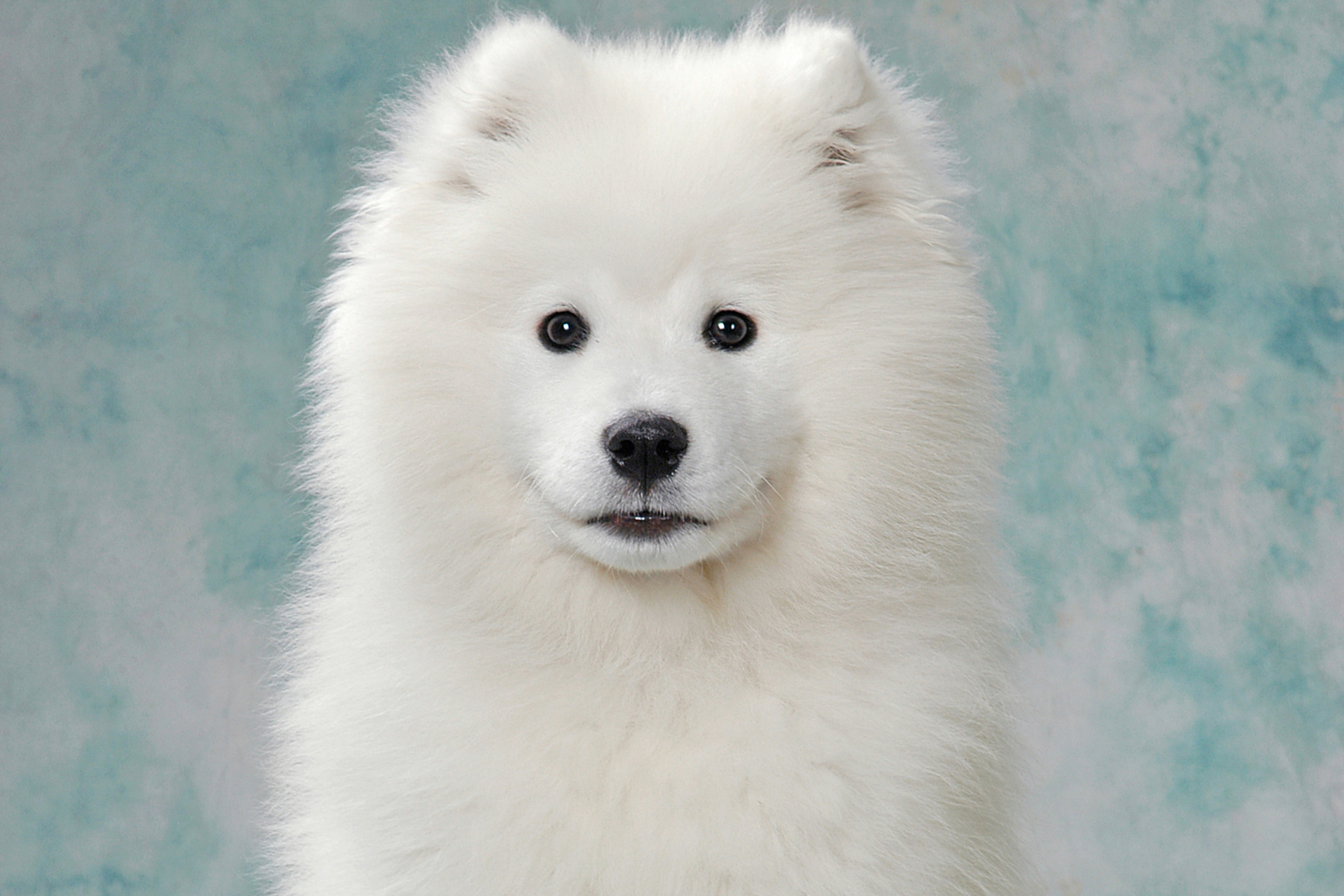 萨摩耶犬是一种西伯利亚雪橇犬,以其雪白的被毛,友善和忠诚的性格著称