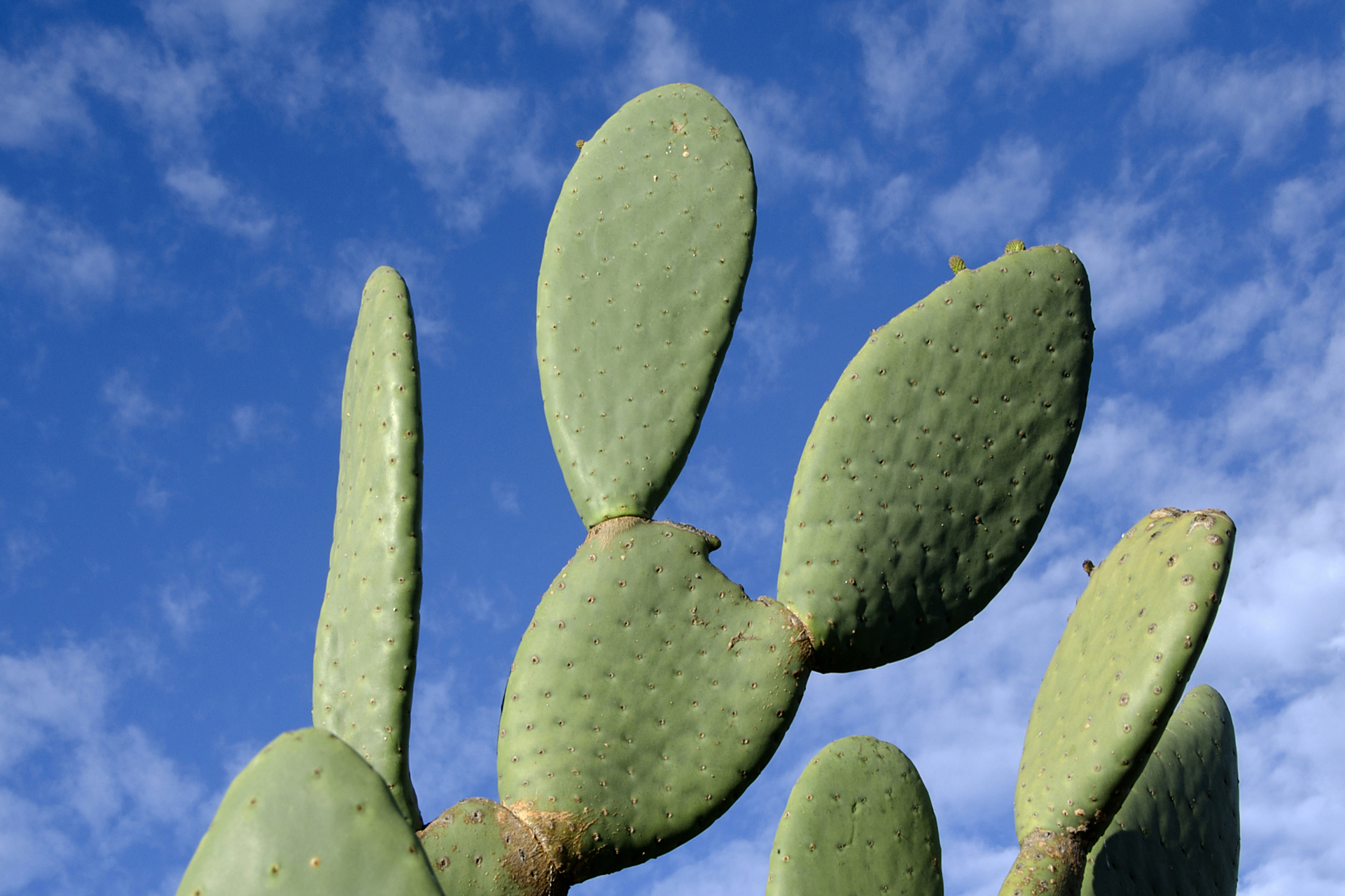 仙人掌是一类适应性强,形态独特的多肉植物,但目前没有科学证据证明其