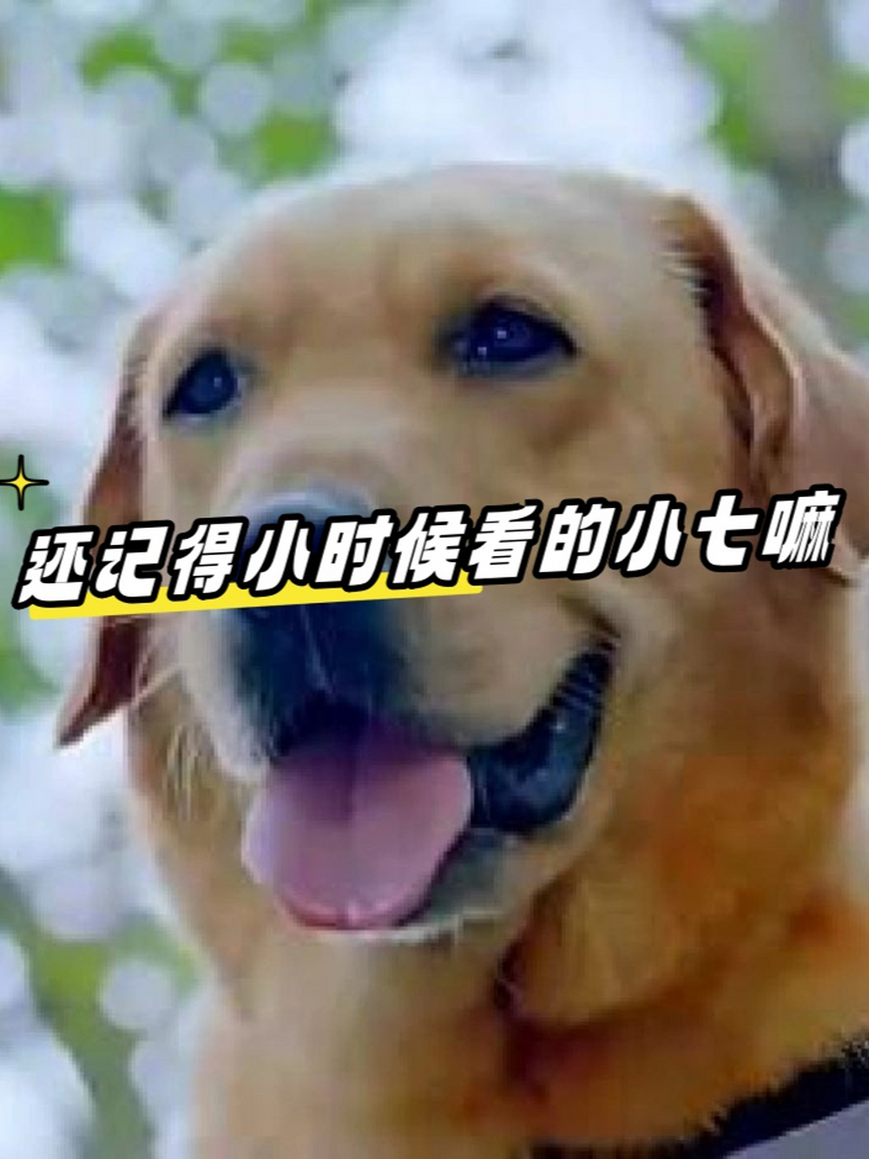 还记得小时候看的小七嘛,《神犬小七》!