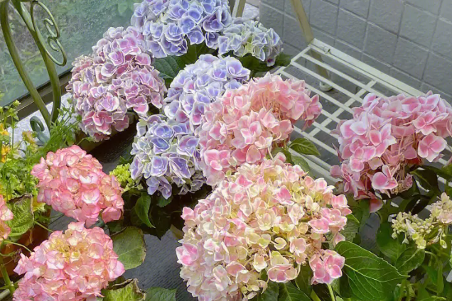 绣球花冬天管理要点: 1.