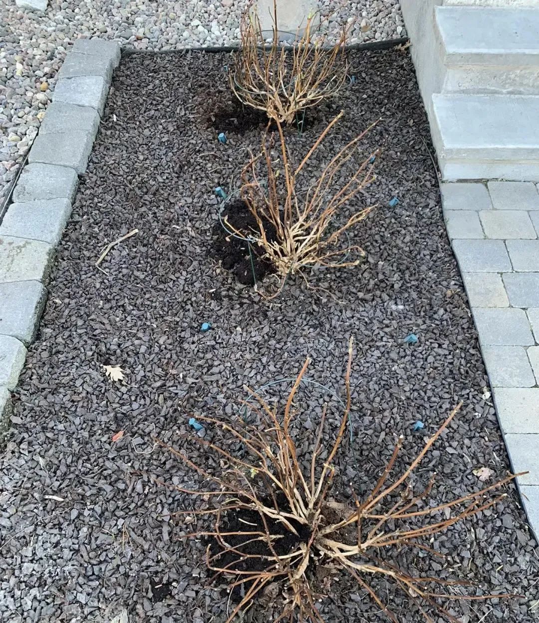 绣球怎么过冬?剪枝,剪叶子,放在阳台不用管,开春再浇水