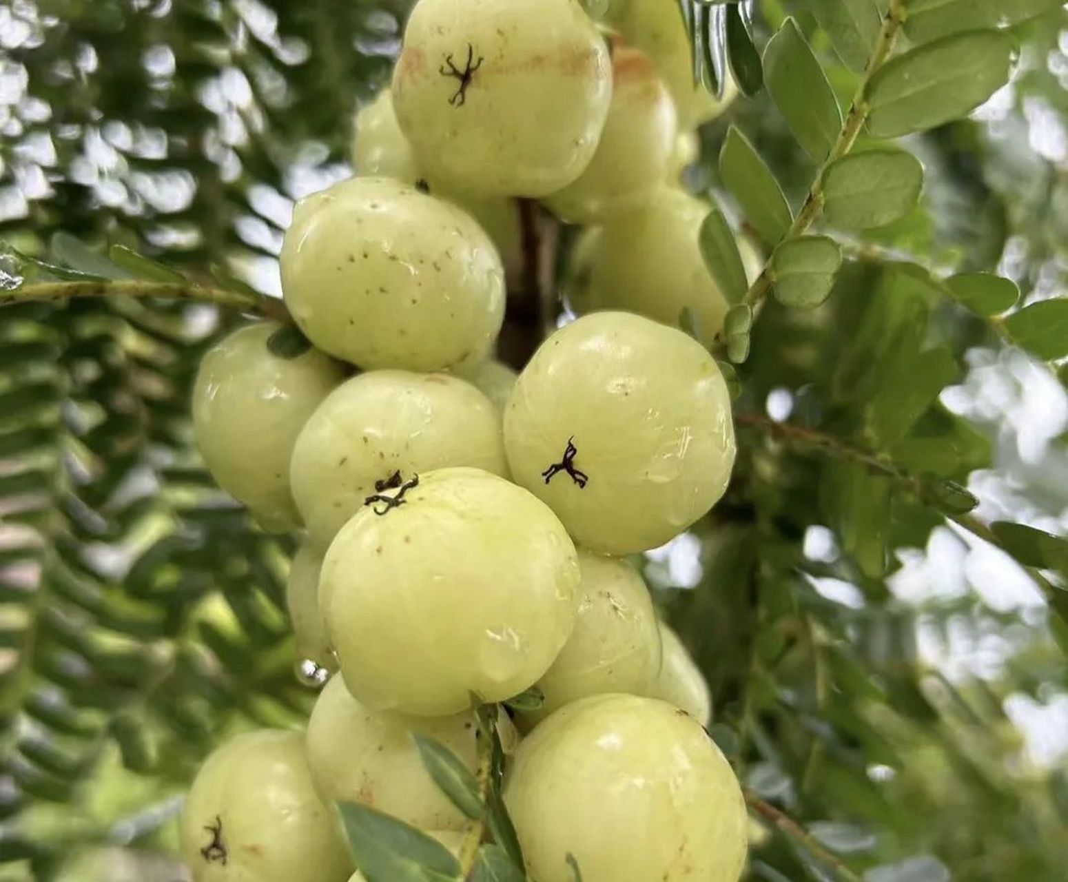 油甘果是一种富含维生素c和抗氧化物质的水果,具有润肺止咳,消炎除菌