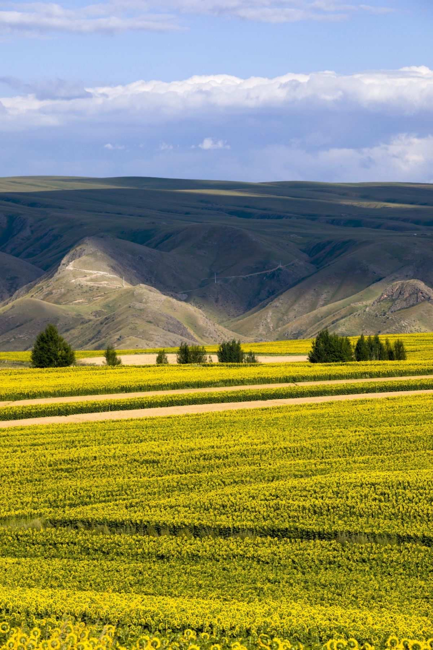 迷人的新疆秋景#旅行