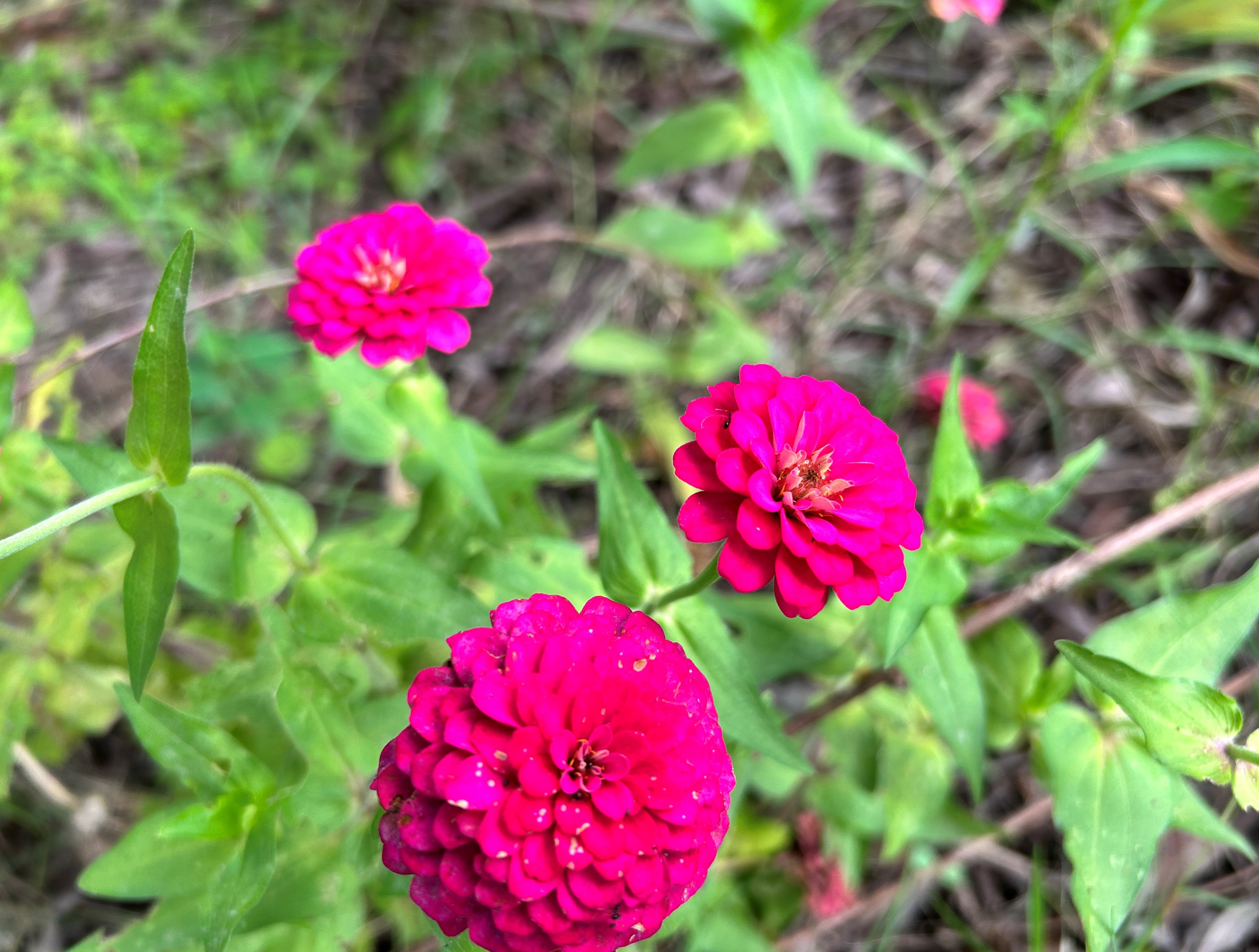 身边不乏有别的异性追求,男友对此很有意见,说她作风轻浮才招蜂引蝶