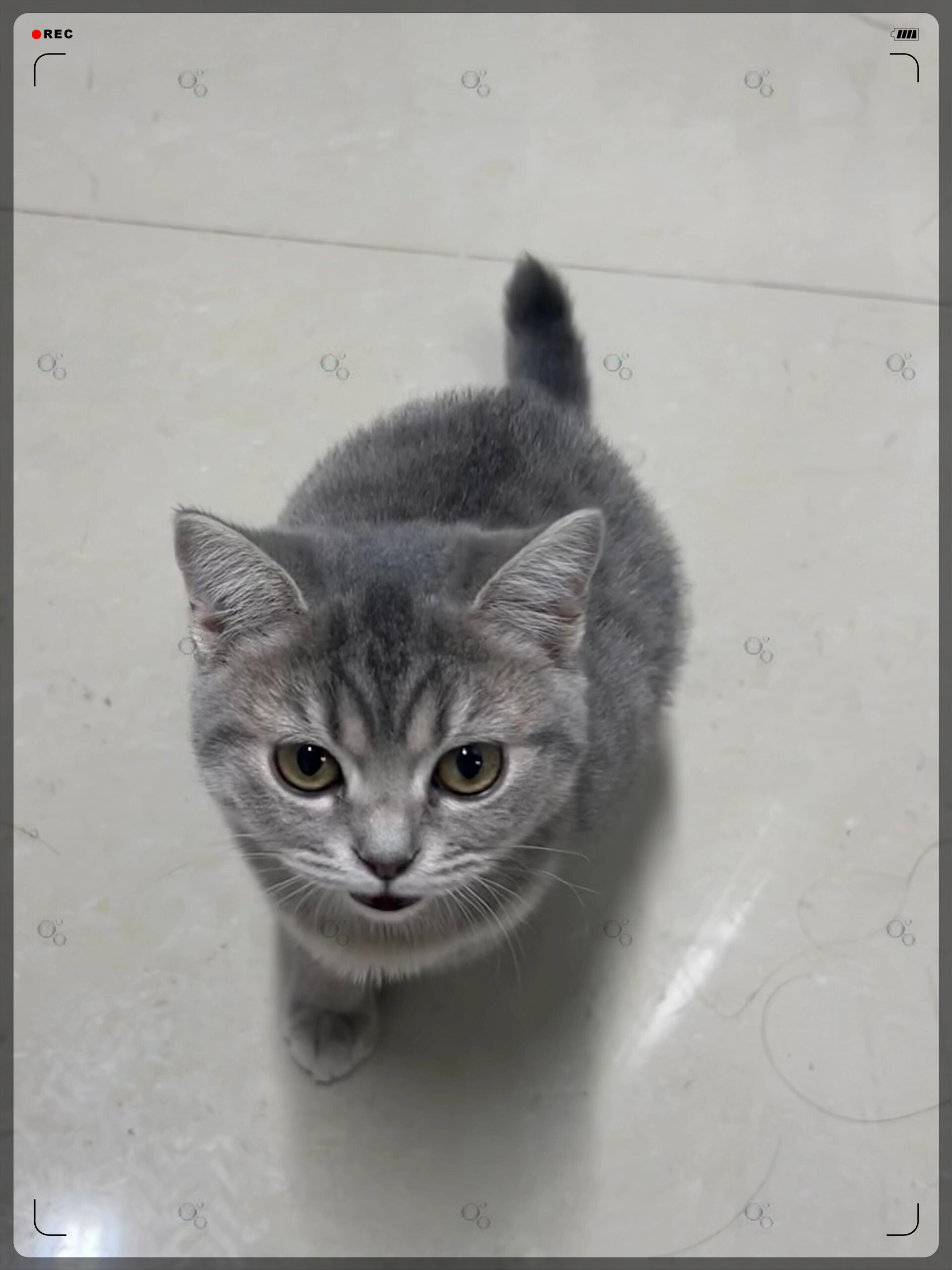 微笑猫咪,治愈你一整天的疲惫  来聊聊那些让人忍不住想"喵"一声的小