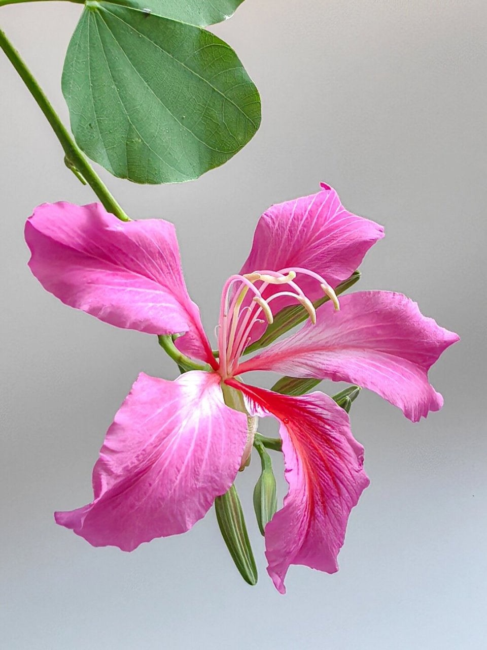 绘画素材:洋紫荆花  漂亮的花花送给你