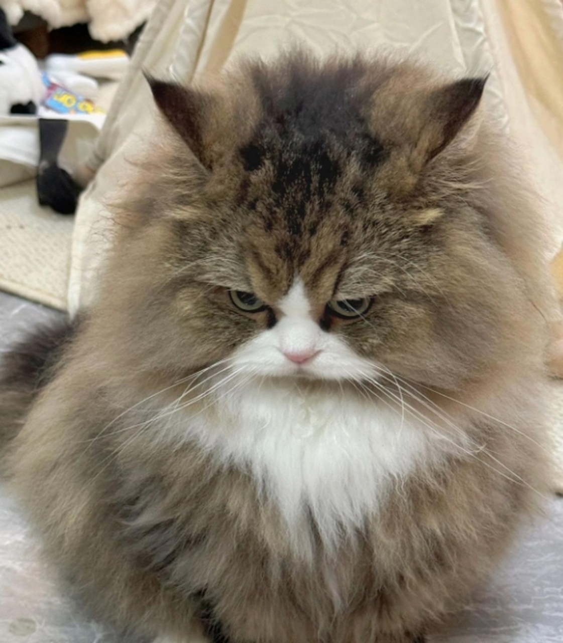 这小猫咪生气起来真可爱哈哈.