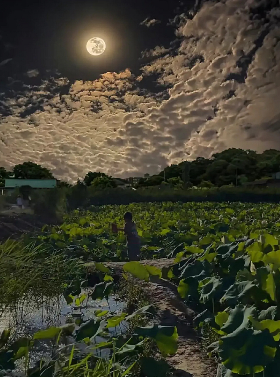 我妈说他们小时候的月夜是这样的,夏天晚上很多萤火虫常见,星空也很