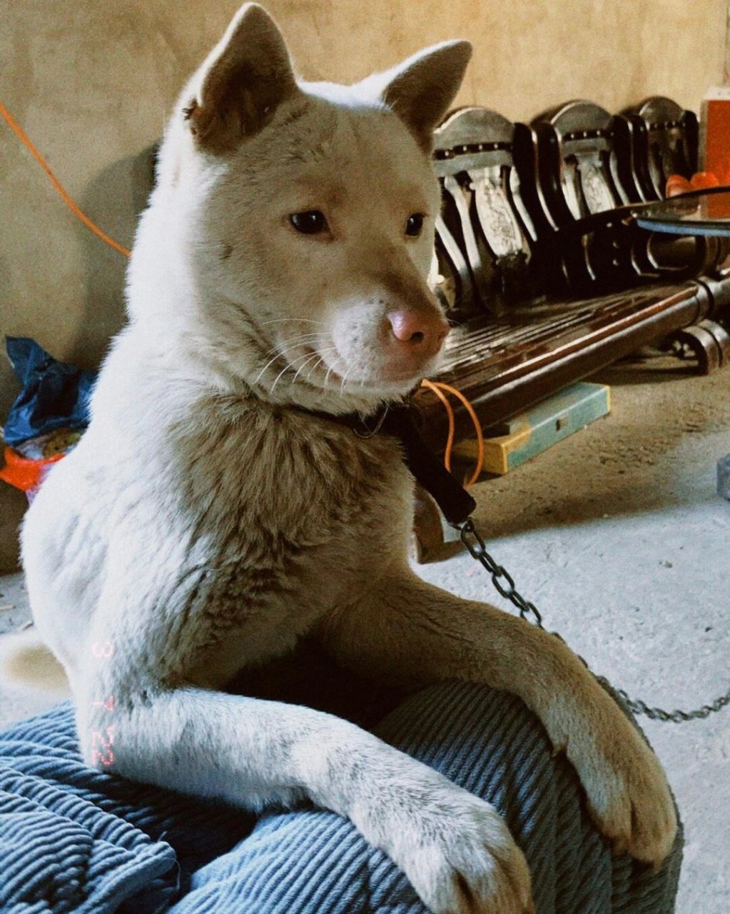 下司犬 嗅觉灵敏  卓越的嗅觉之王,超越人类40倍  拥有非凡嗅觉能力的