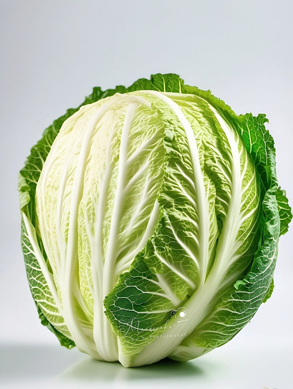 绘画素材|白菜-百财