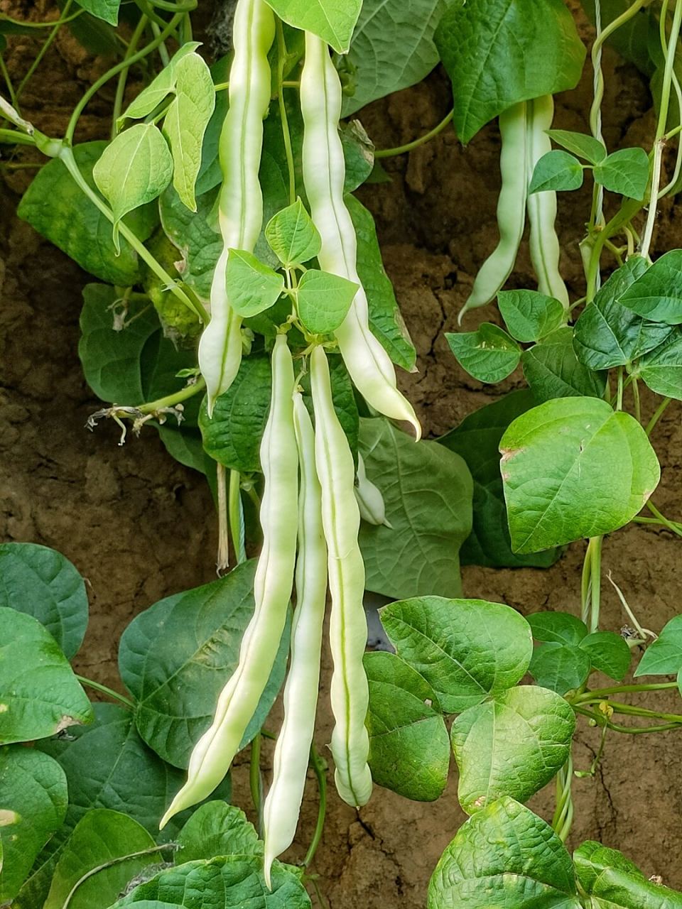 绘画素材,藤蔓上的瓜果蔬菜,芸豆  在丰富多彩的大自然中,藤蔓上的