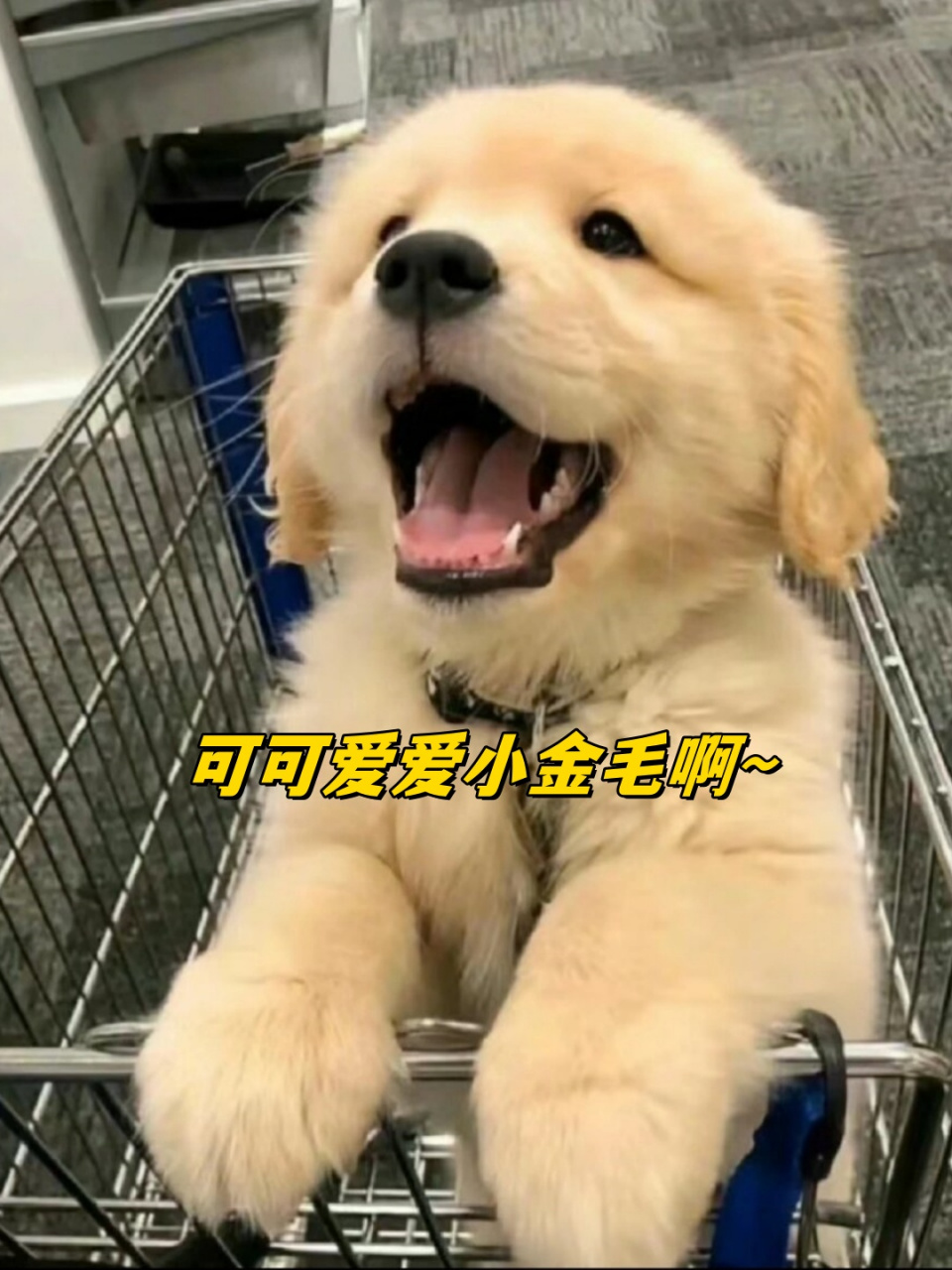 可可爱爱小金毛啊~  被人们誉为"暖男"的金毛狗,披着一身金色的长毛