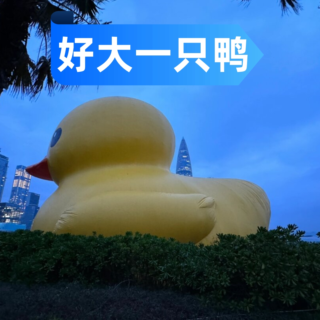 今天,我选择了在深圳湾进行慢跑,体验