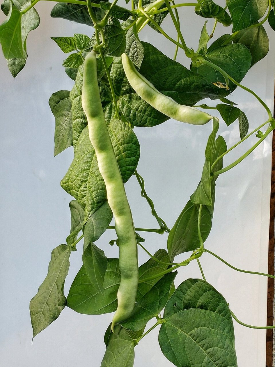 绘画素材,藤蔓上的瓜果蔬菜,芸豆  在丰富多彩的大自然中,藤蔓上的