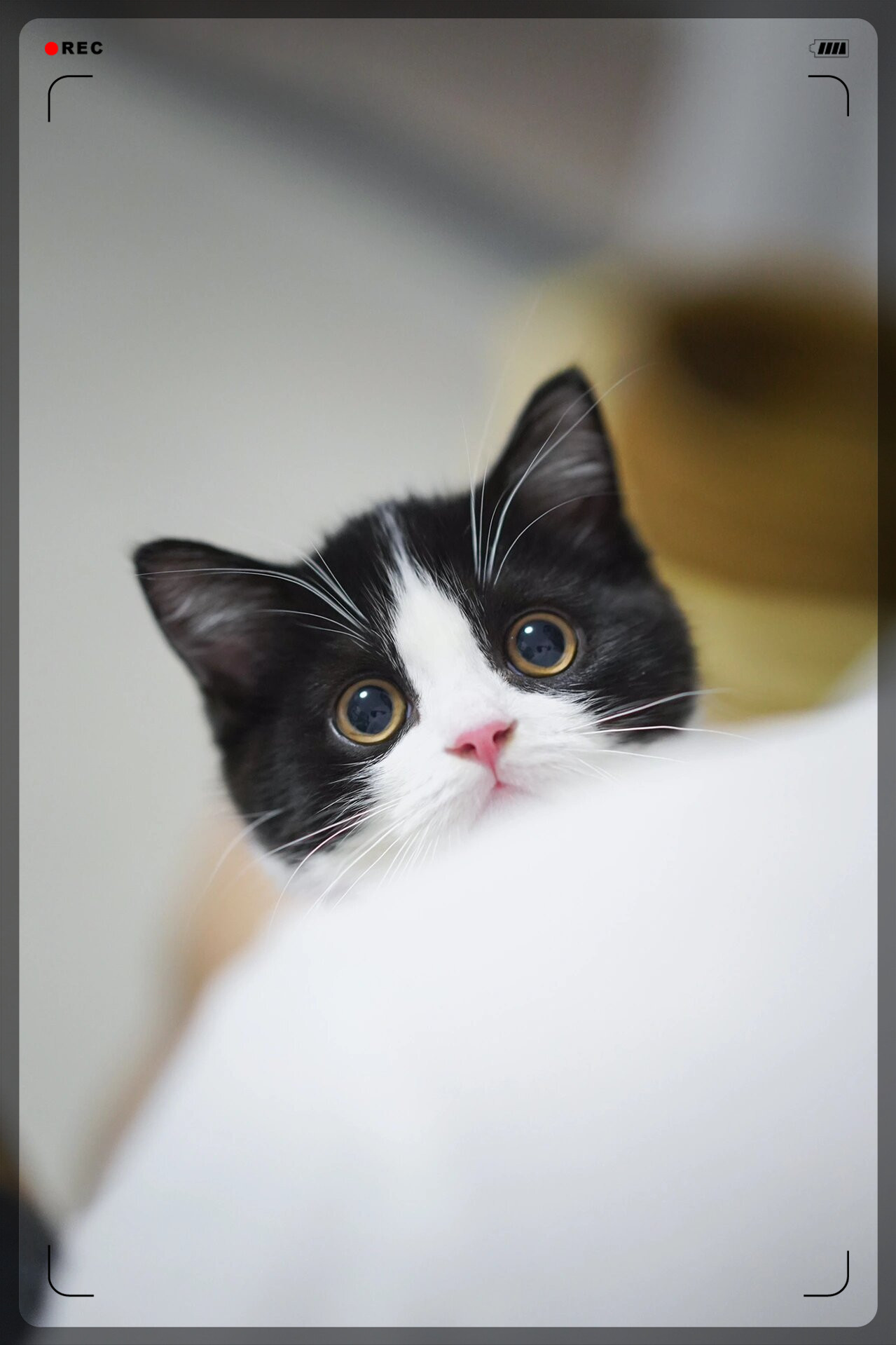 奶牛英短小猫来袭