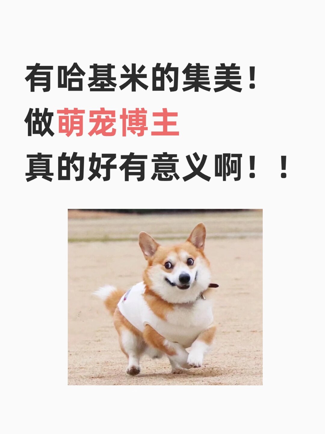 铲屎官们都可以挣罐罐了!