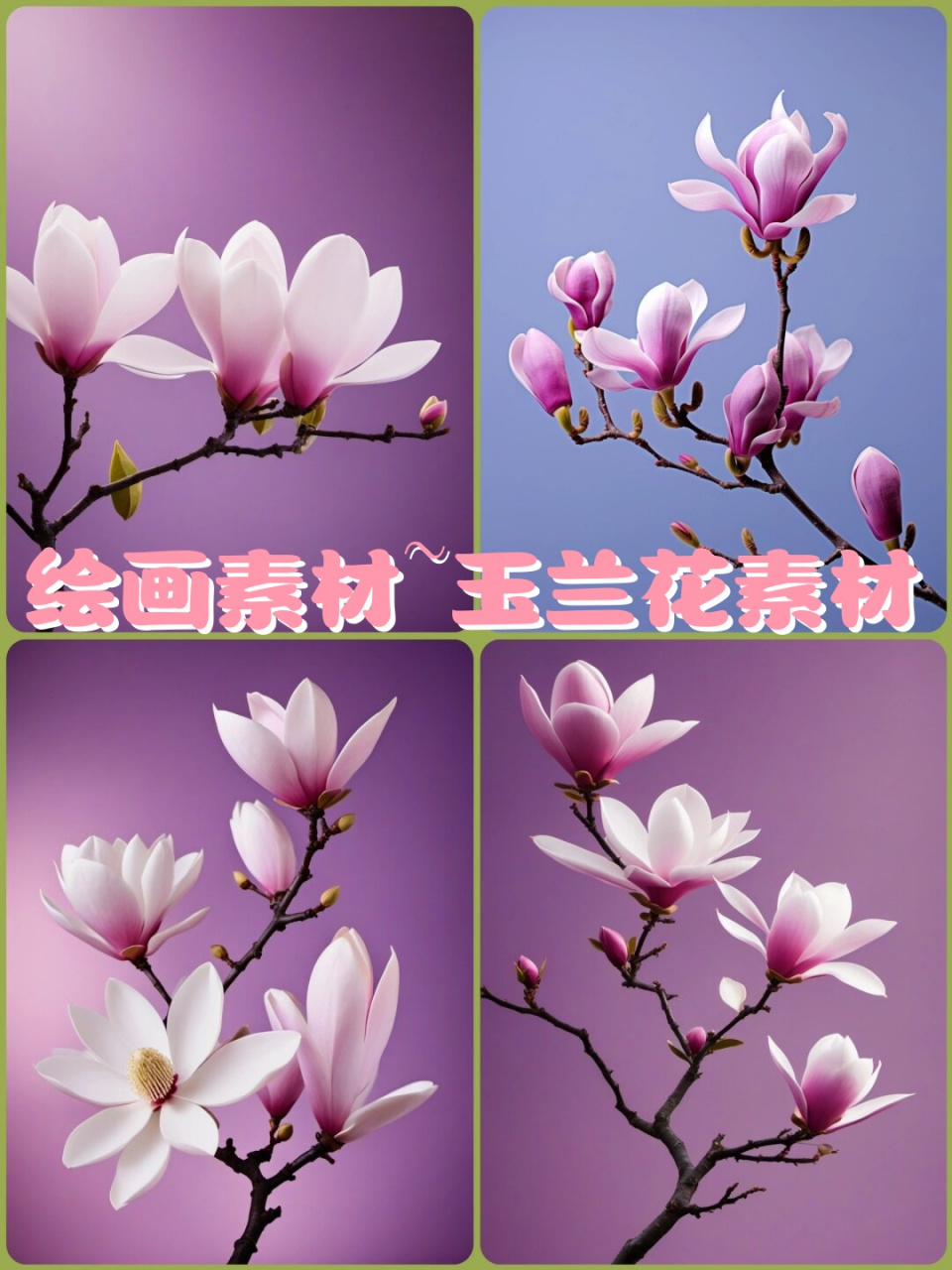 绘画素材~玉兰花素材  玉兰花,又称白玉兰,望春花等,是中国著名的传统