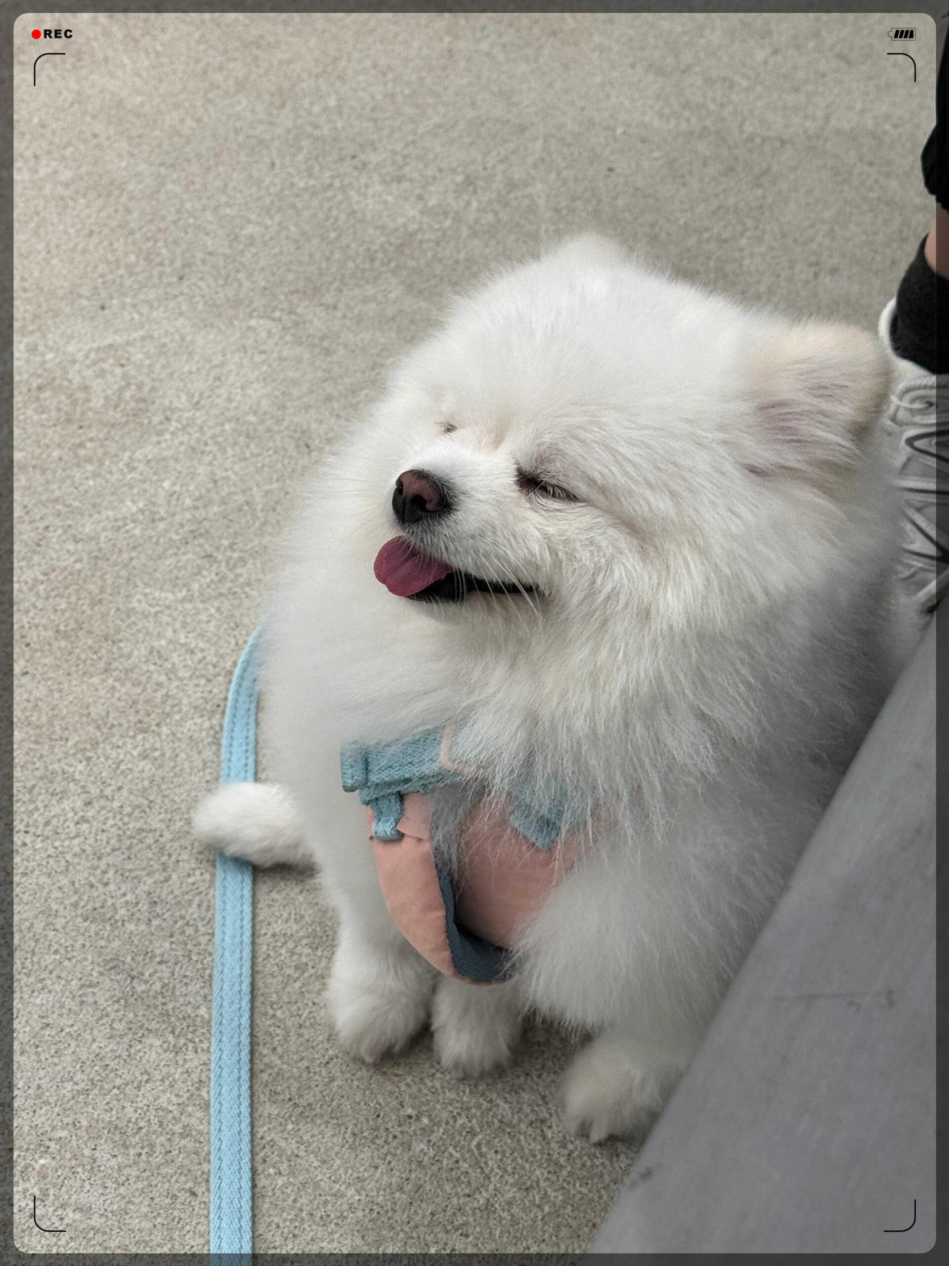 你是博美你是宠物更是家人你的日常就是我每天的快乐源泉 我要
