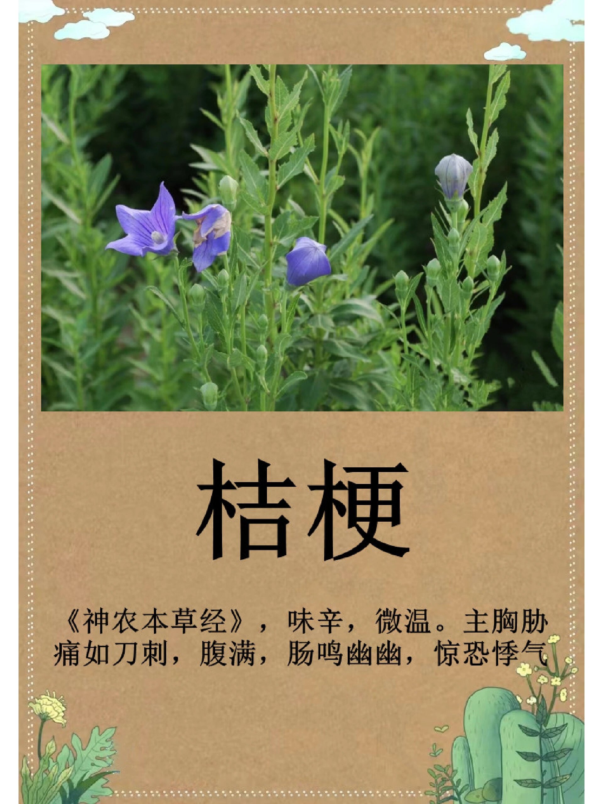 每日一更新 桔梗 【来源】本品为桔梗科植物桔梗 platycodon