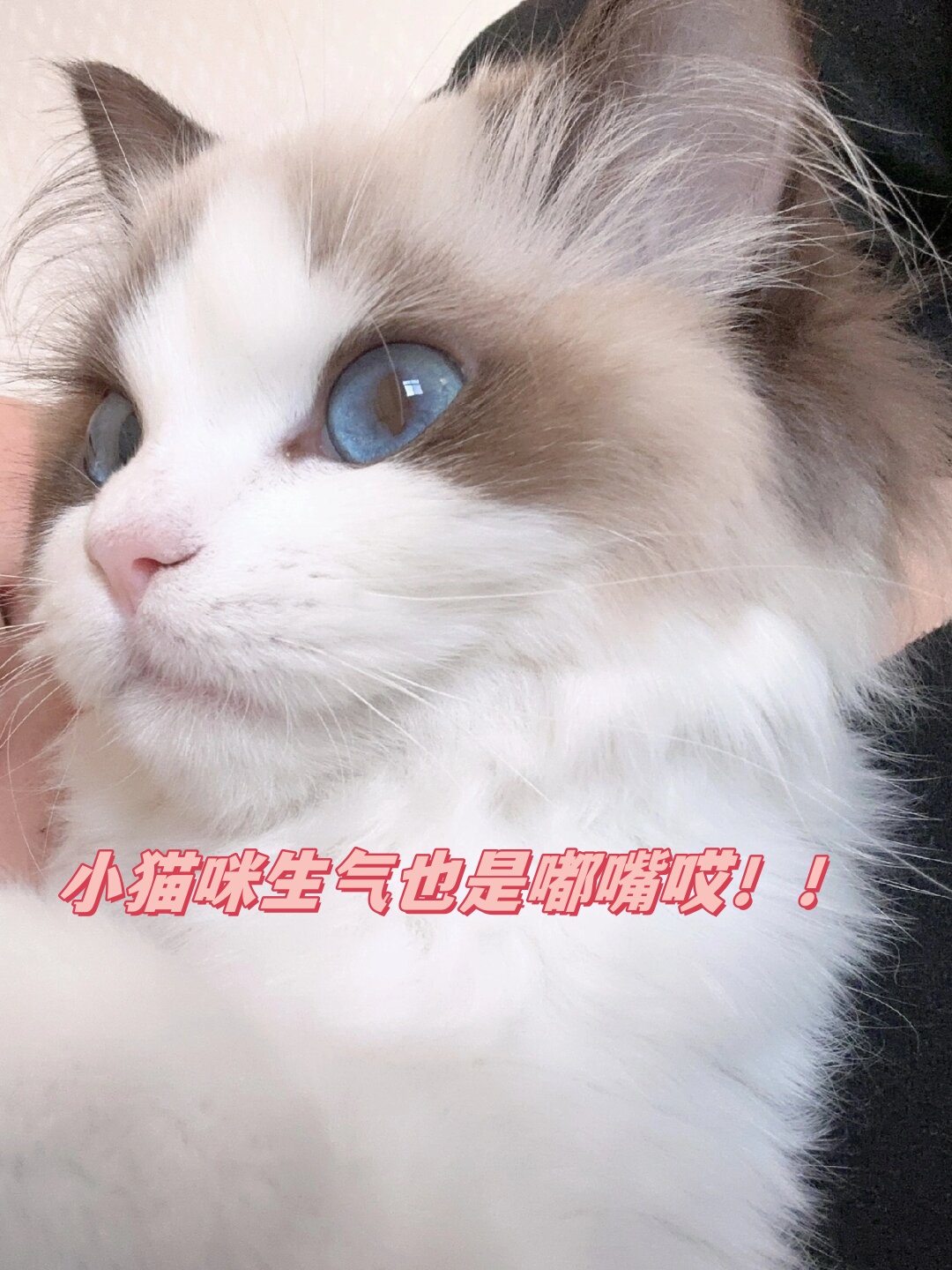 小猫咪生气也是嘟嘴哎