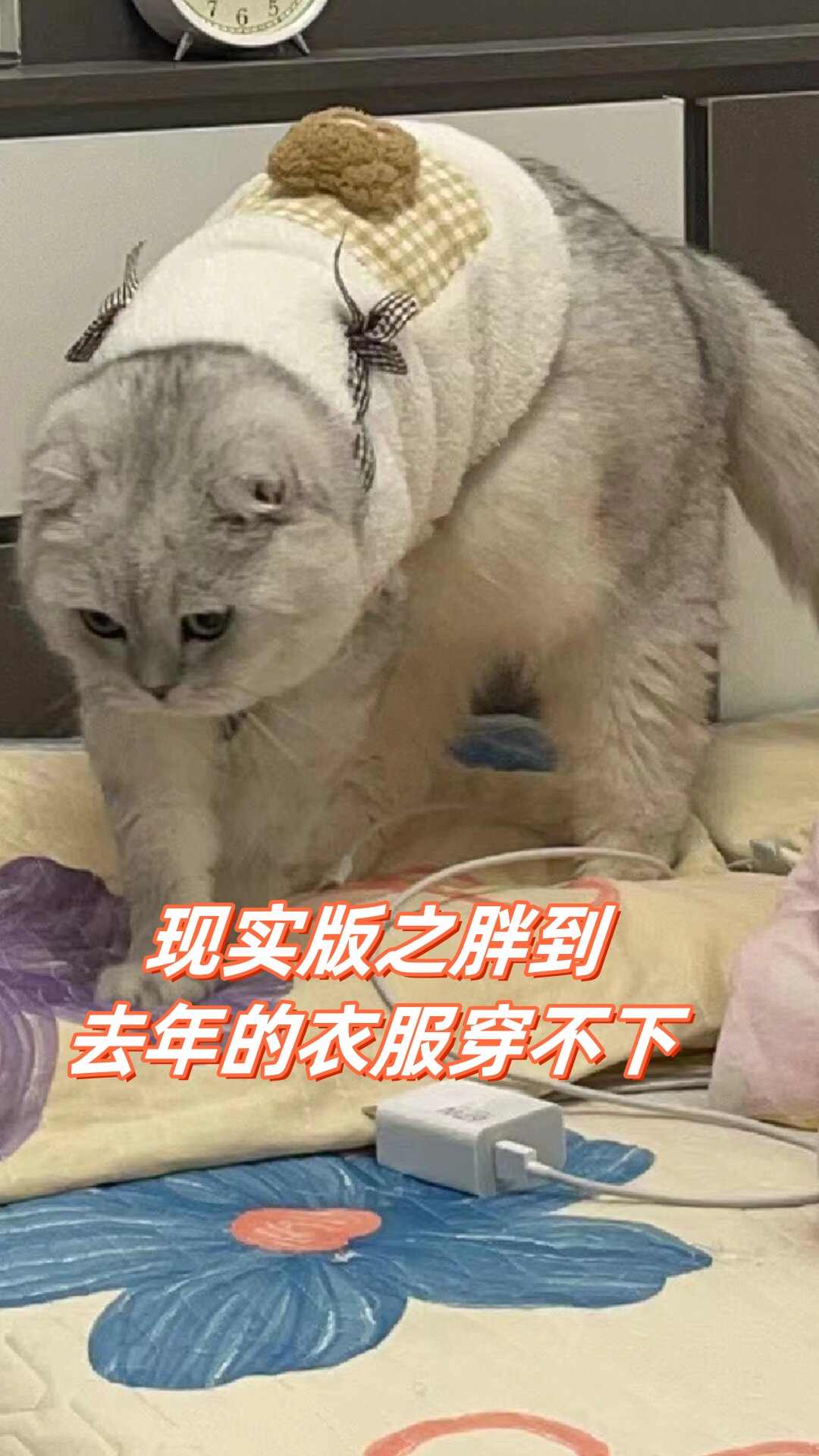 现实版之胖到去年的衣服穿不下  随着冬天的脚步渐渐走近,毛茸茸的