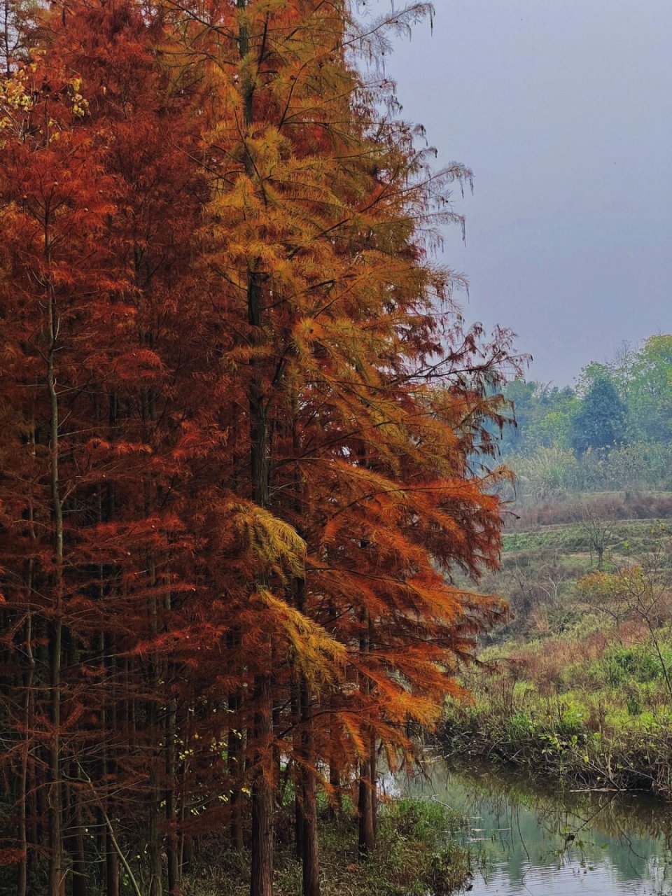 渝北新桥水库图片