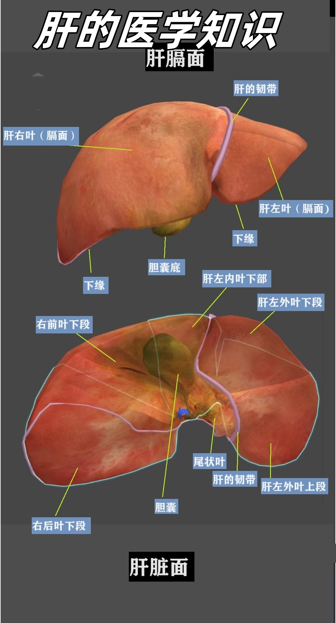肝脏是我们身体中非常重要的器官,它负责着许多重要的