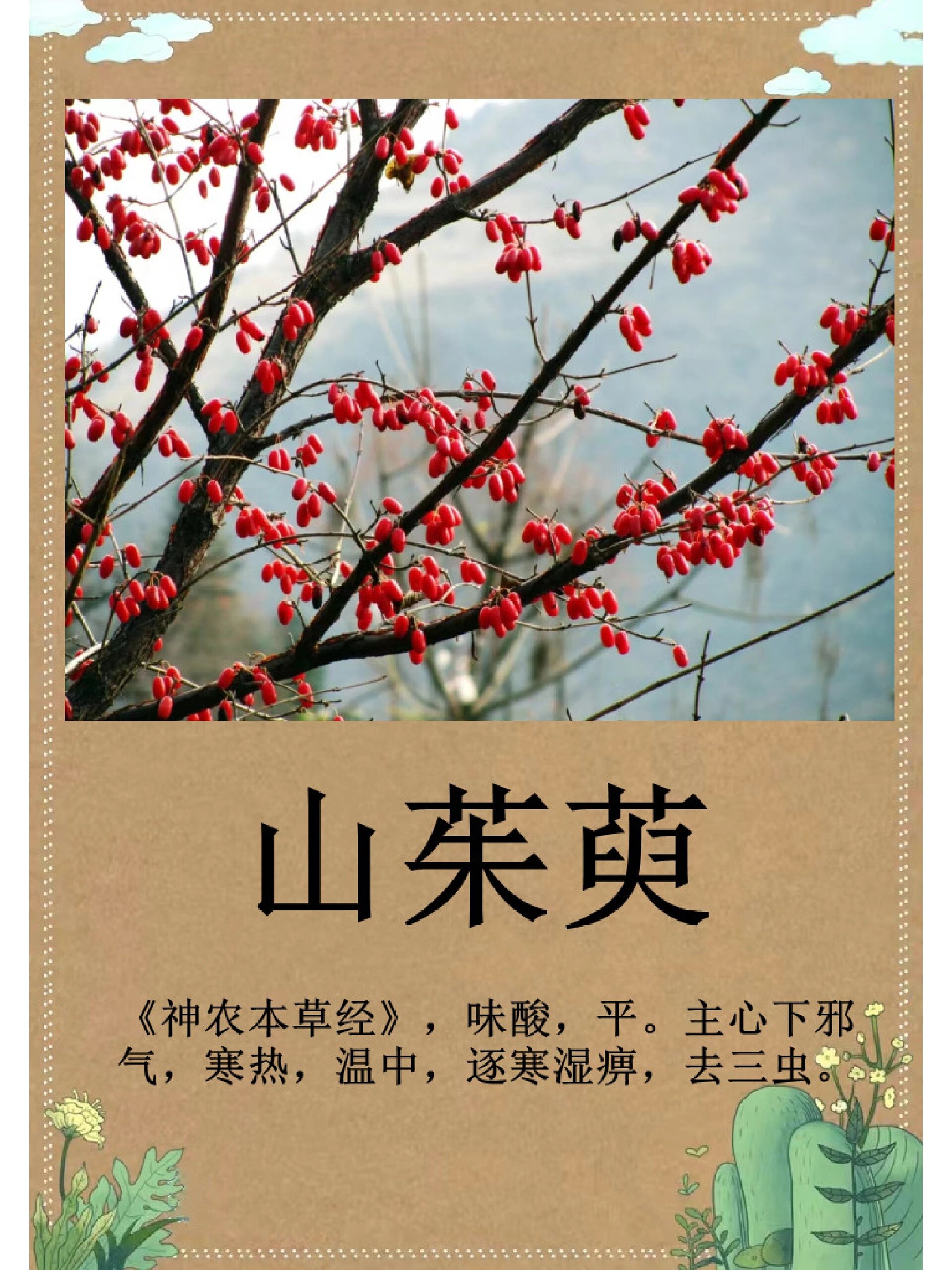 【山茱萸】每日一更新 山茱萸shanzhuyu 【来源】本品为山茱萸科植物