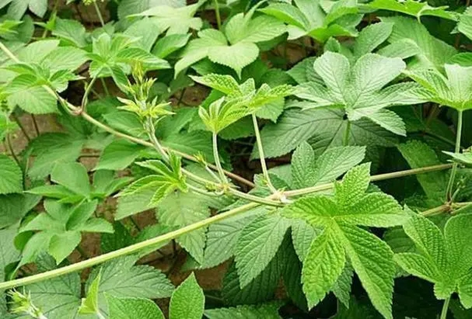 中药葎草属利水渗湿药下属分类的利尿通淋药【仅供参考】  中药葎草