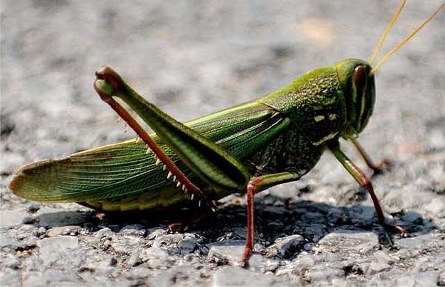 蝗虫是益虫还是害虫