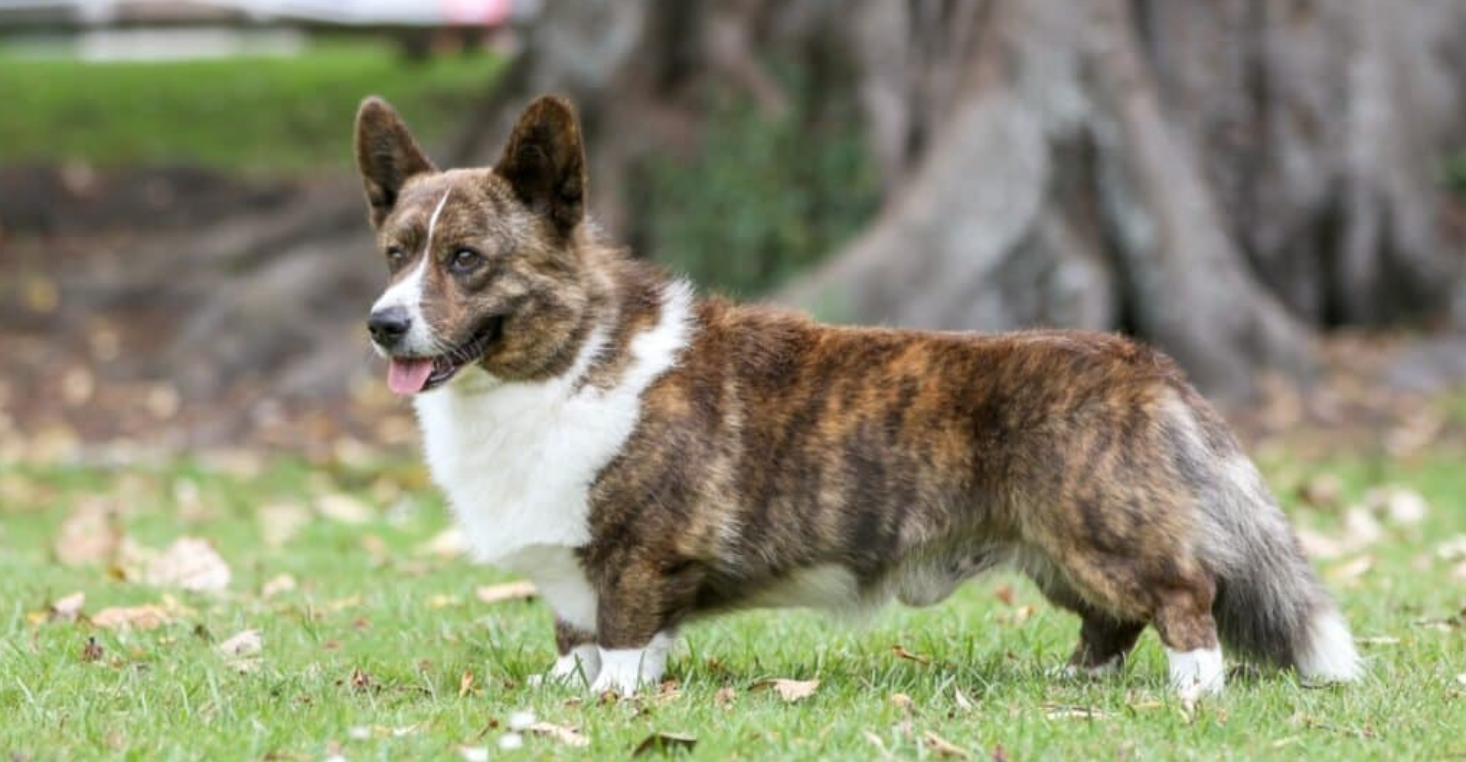 卡迪根威尔士柯基犬与彭布罗克威尔士柯基犬的区别 