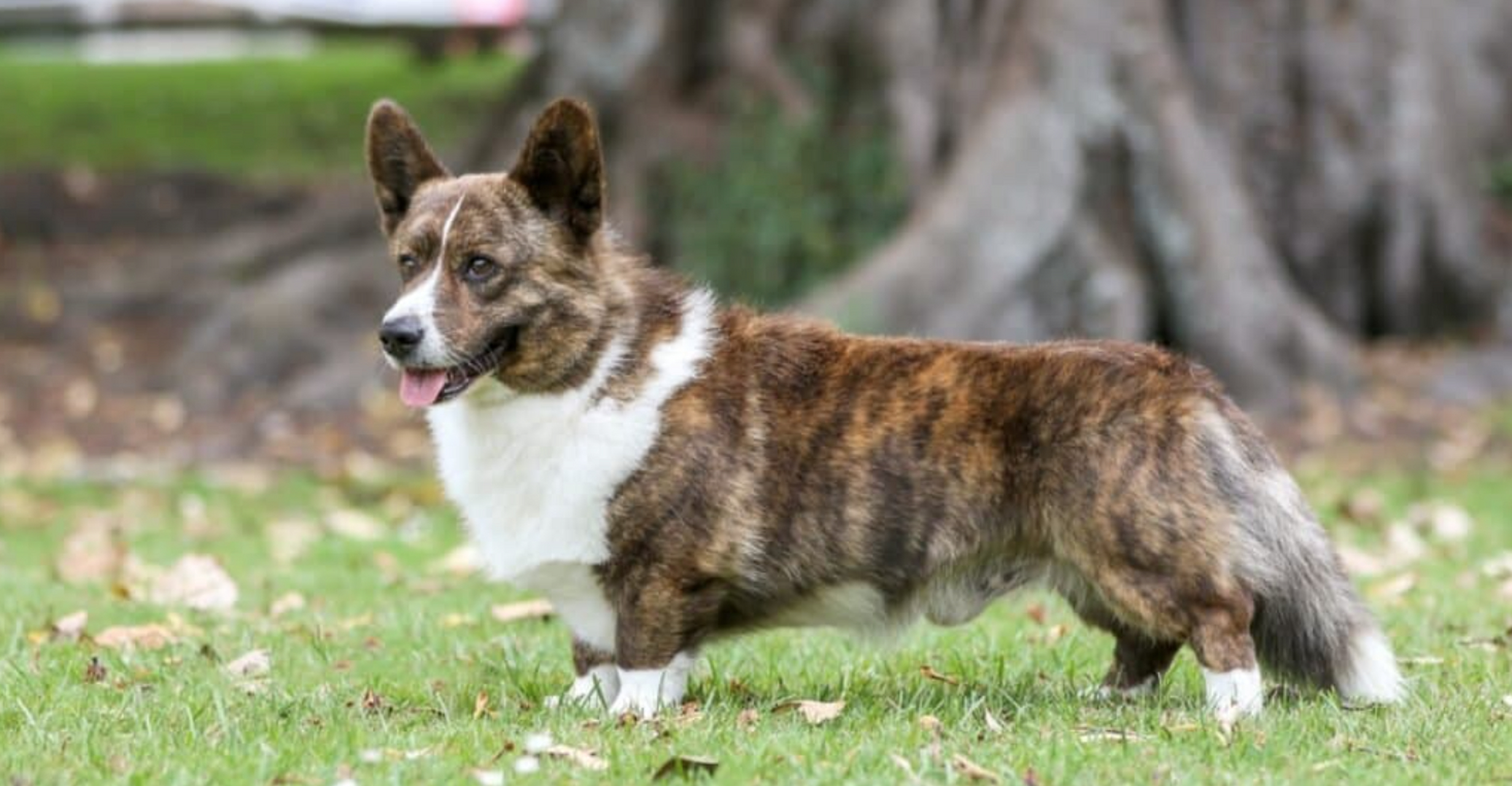 卡狄根犬图片图片