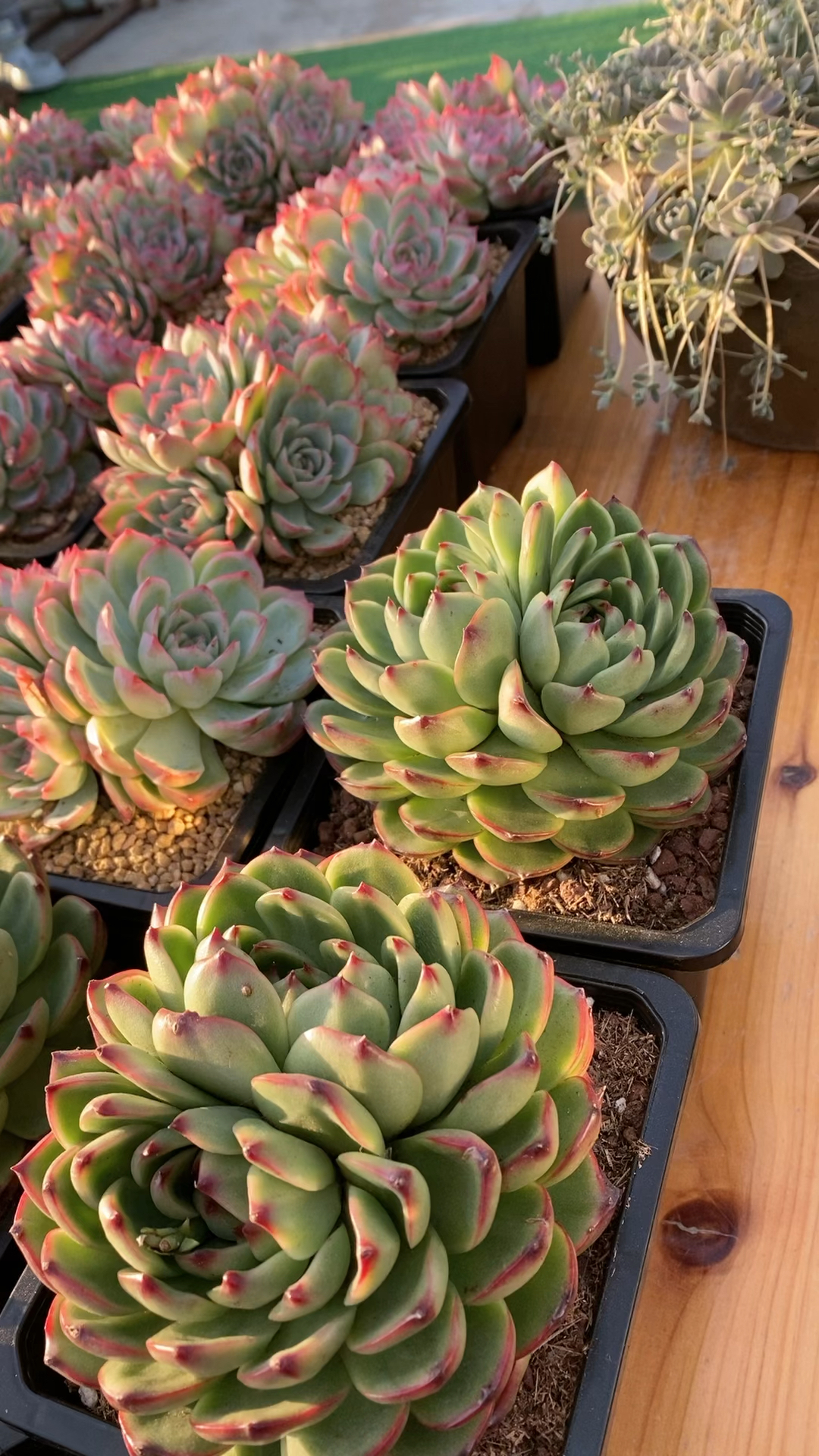 双心月亮石,夕阳下的多肉!