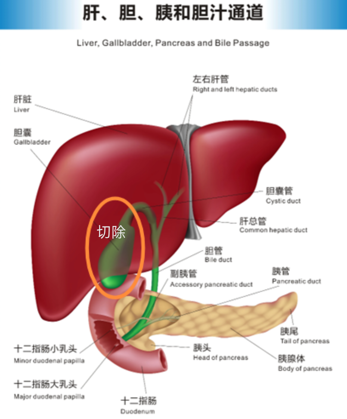 胆囊管胆总管解剖图图片