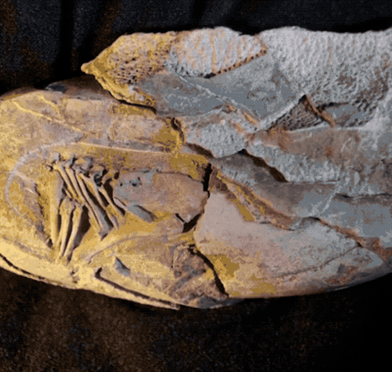 7200万年前的恐龙胚胎化石