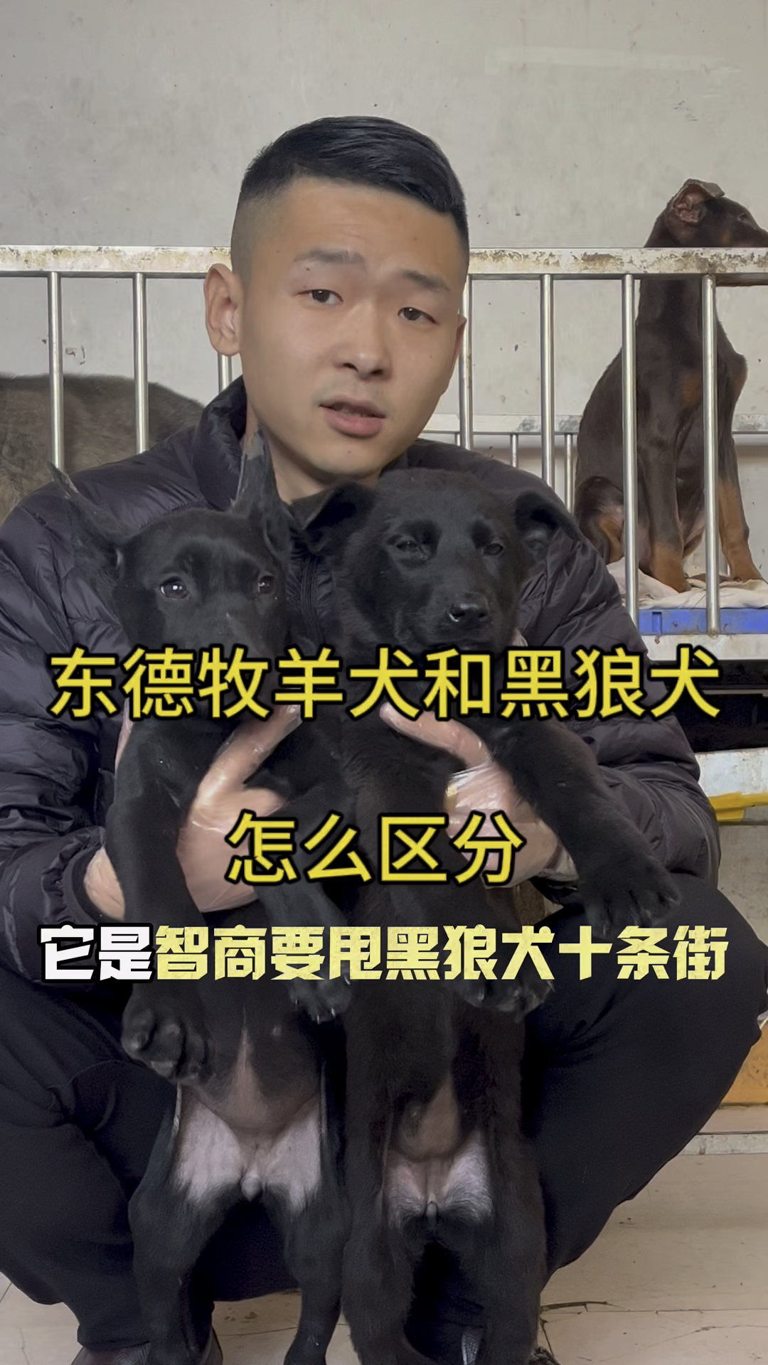 怎么区分东德牧羊犬和黑狼犬