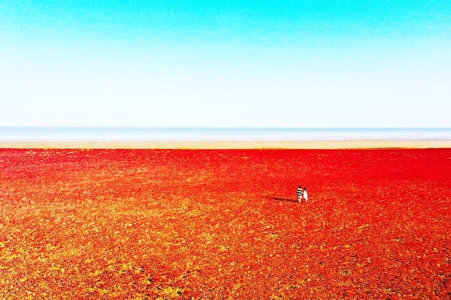 东营红滩湿地旅游区:自然美景秘境