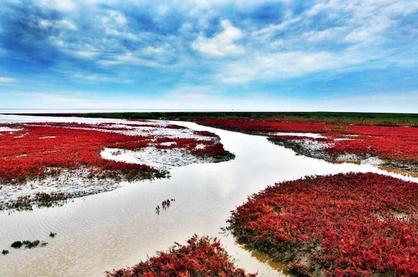 东营红滩湿地旅游区:自然美景秘境