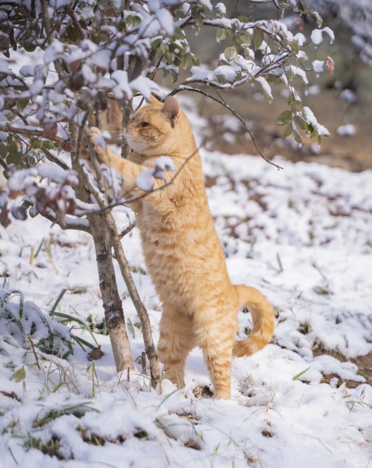 雪地金猫图片