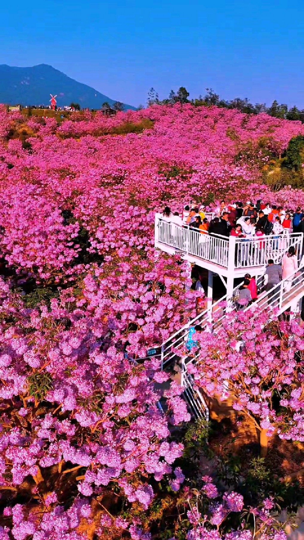 新会紫花风铃木门票图片