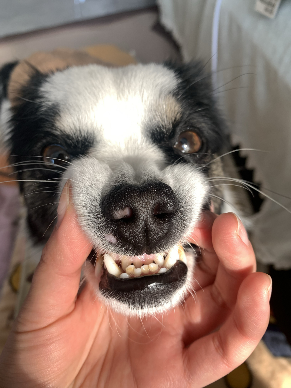 图图的牙齿是真的难看,参差不齐,而且牙齿渐渐的变黄,平时我只会用