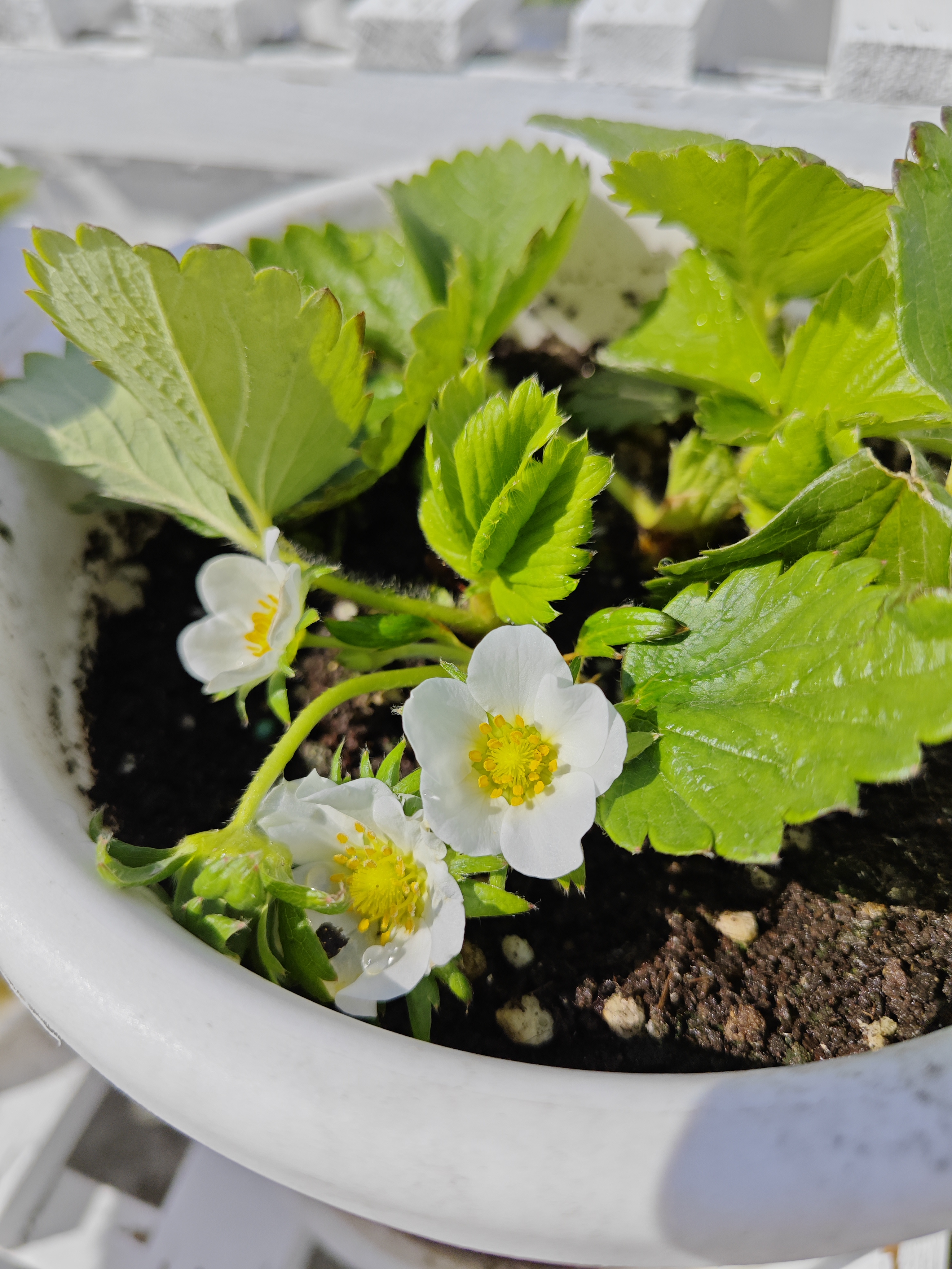 我家盆栽的草莓开花啦!