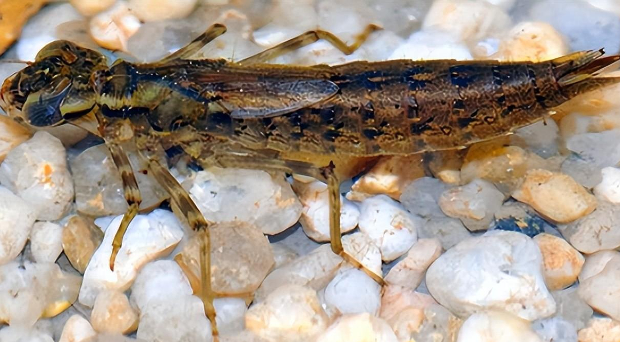 其外表和蜻蜓有很大的区别,身体为圆柱形,有着一双大眼睛和三对短足看