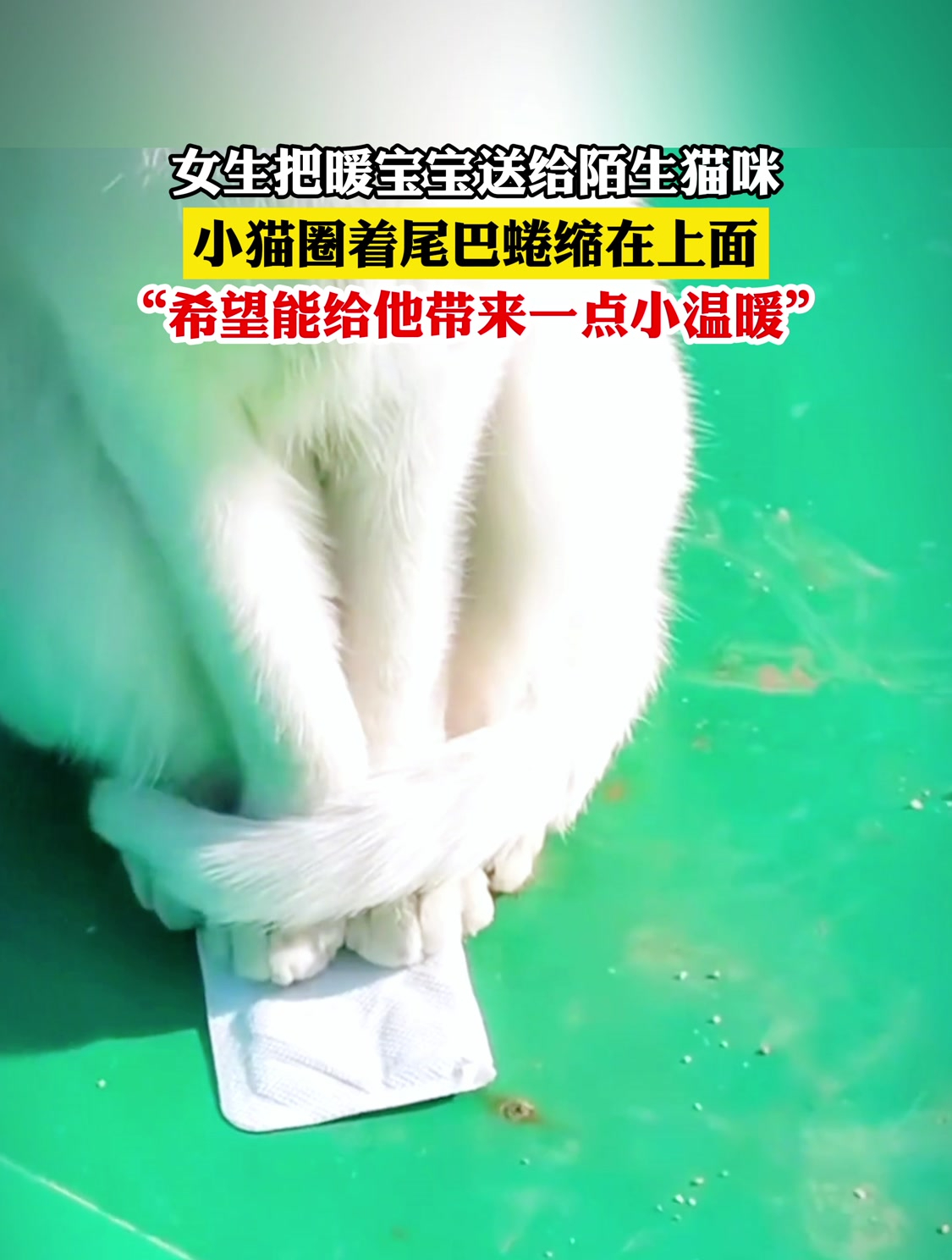 女生把暖宝宝送给陌生猫咪,小猫圈着尾巴蜷缩在上面